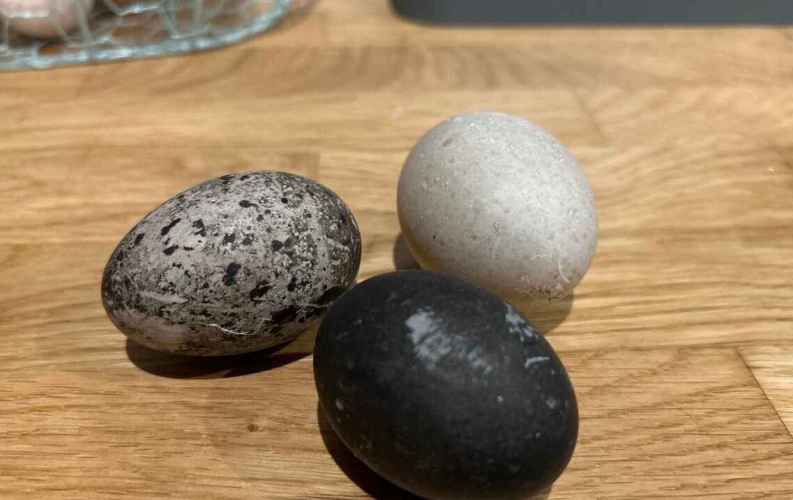 Mürekkep karası yumurtada büyük sır! Fiyatı altını solladı