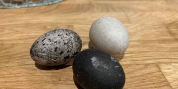 Mürekkep karası yumurtada büyük sır! Fiyatı altını solladı