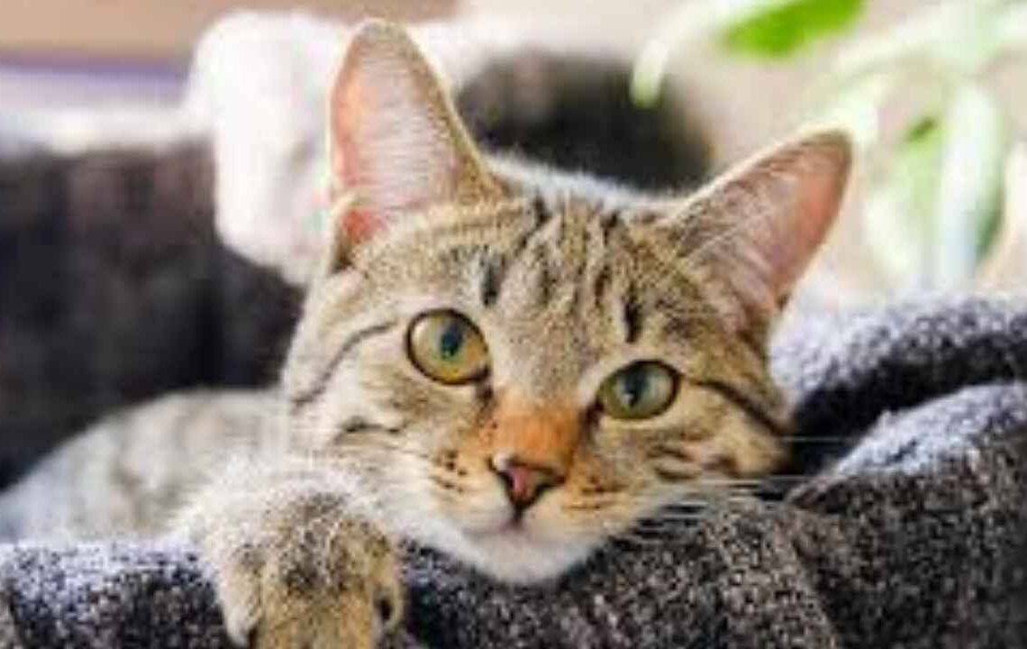 Evde bakımı zor olan tüy döken kedi cinsleri