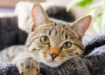 Evde bakımı zor olan tüy döken kedi cinsleri