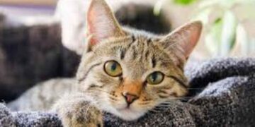 Evde bakımı zor olan tüy döken kedi cinsleri