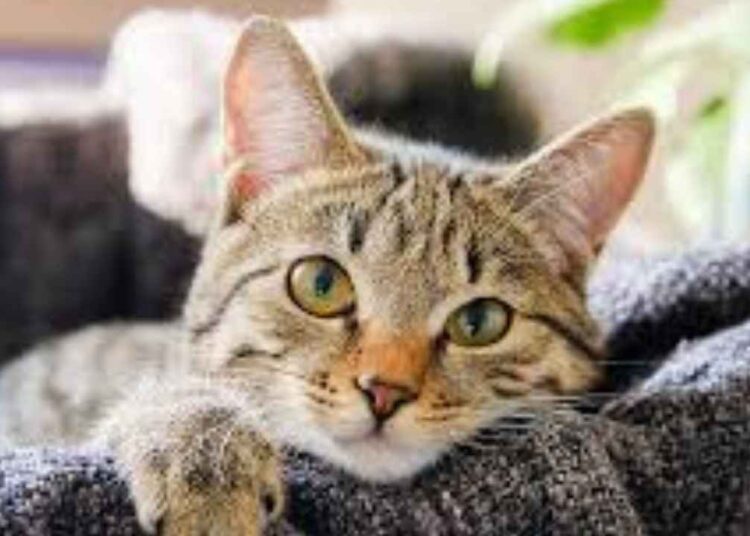 Evde bakımı zor olan tüy döken kedi cinsleri