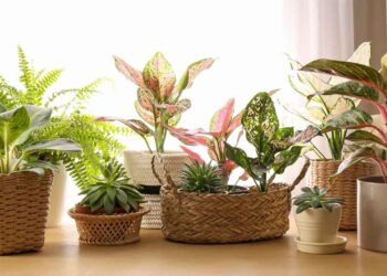 Farkında olmadan yaptığınız 7 hata saksılara büyük zarar veriyor