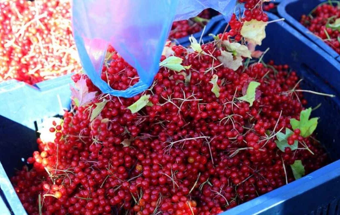 Kuraklığa Meydan Okuyor: Sulama İstemeyen Meyve Yeni Kazanç Kapısı Oldu!