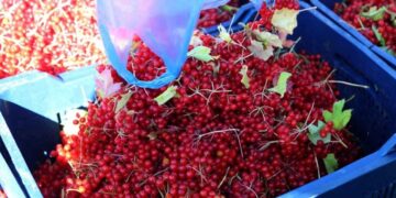 Kuraklığa Meydan Okuyor: Sulama İstemeyen Meyve Yeni Kazanç Kapısı Oldu!