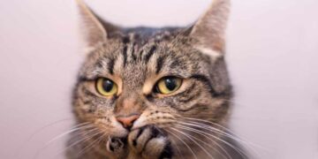 Kedi sahiplerine kritik uyarı! Sahiplerine mesaj veren hareketler