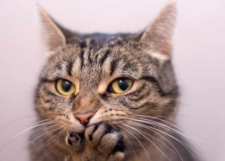 Kedi sahiplerine kritik uyarı! Sahiplerine mesaj veren hareketler