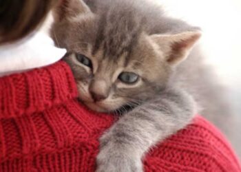 Bilimsel olarak açıklandı! Kedilerin sevdiği insan tipi