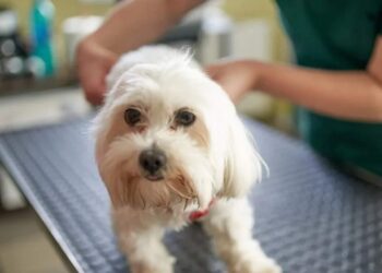 Evde Görülen Risk: Köpeklerin Yaşam Süresini Kısaltan Hatalar!