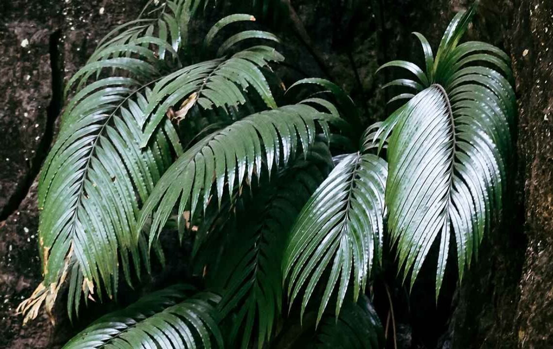 Nadir toprak elementi üreten bitki keşfedildi!