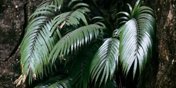 Nadir toprak elementi üreten bitki keşfedildi!