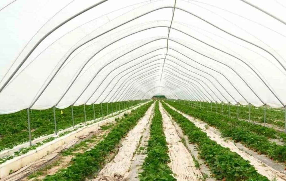 Tarımda yeni çağ! Her bölgede, yılın her ayı rekor getiri sağlıyor