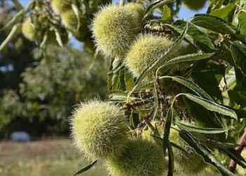 Devletten yeni proje! Üreticilere yüzde 75 destek verilecek