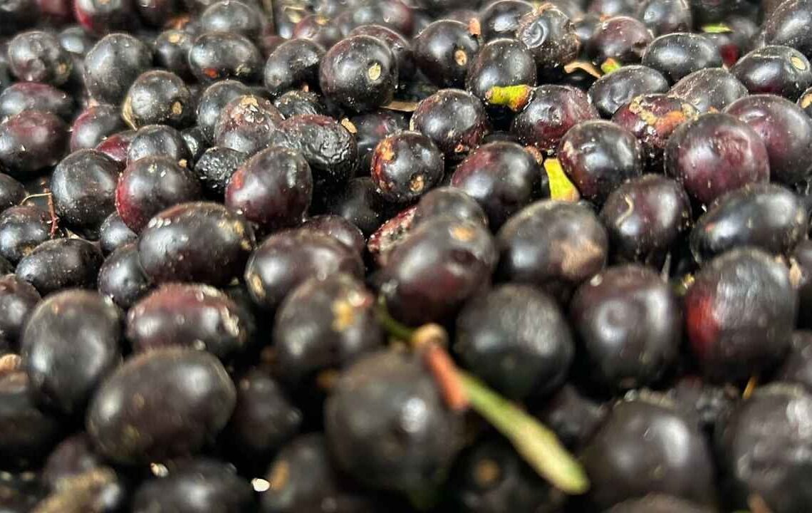 Litresi 1000 TL! Ormanlarda kendi kendine çıkıyor