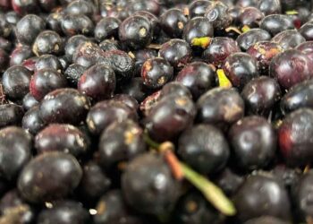 Litresi 1000 TL! Ormanlarda kendi kendine çıkıyor