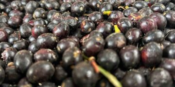 Litresi 1000 TL! Ormanlarda kendi kendine çıkıyor