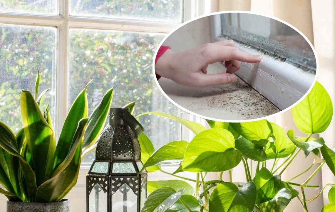 Evde Küf Tehlikesine Büyük Çözüm: Nemle Savaşan Ev Bitkileri!