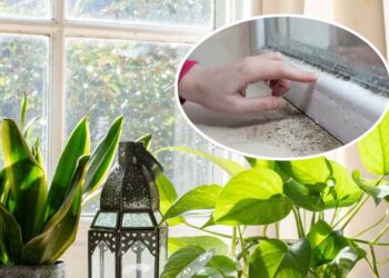 Evde Küf Tehlikesine Büyük Çözüm: Nemle Savaşan Ev Bitkileri!