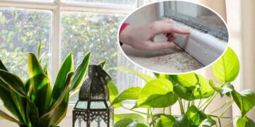 Evde Küf Tehlikesine Büyük Çözüm: Nemle Savaşan Ev Bitkileri!